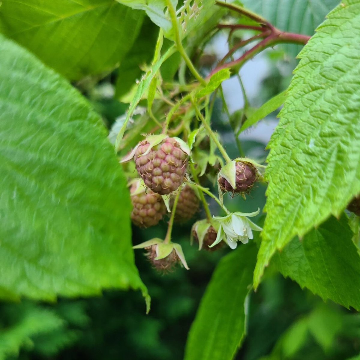 stephgray88's tweet photo. My ever-bearing raspberries need a little sun. The weeds are doing just fine, though.
#Summer2023 #gooutside https://t.co/pd5eQuYQXP