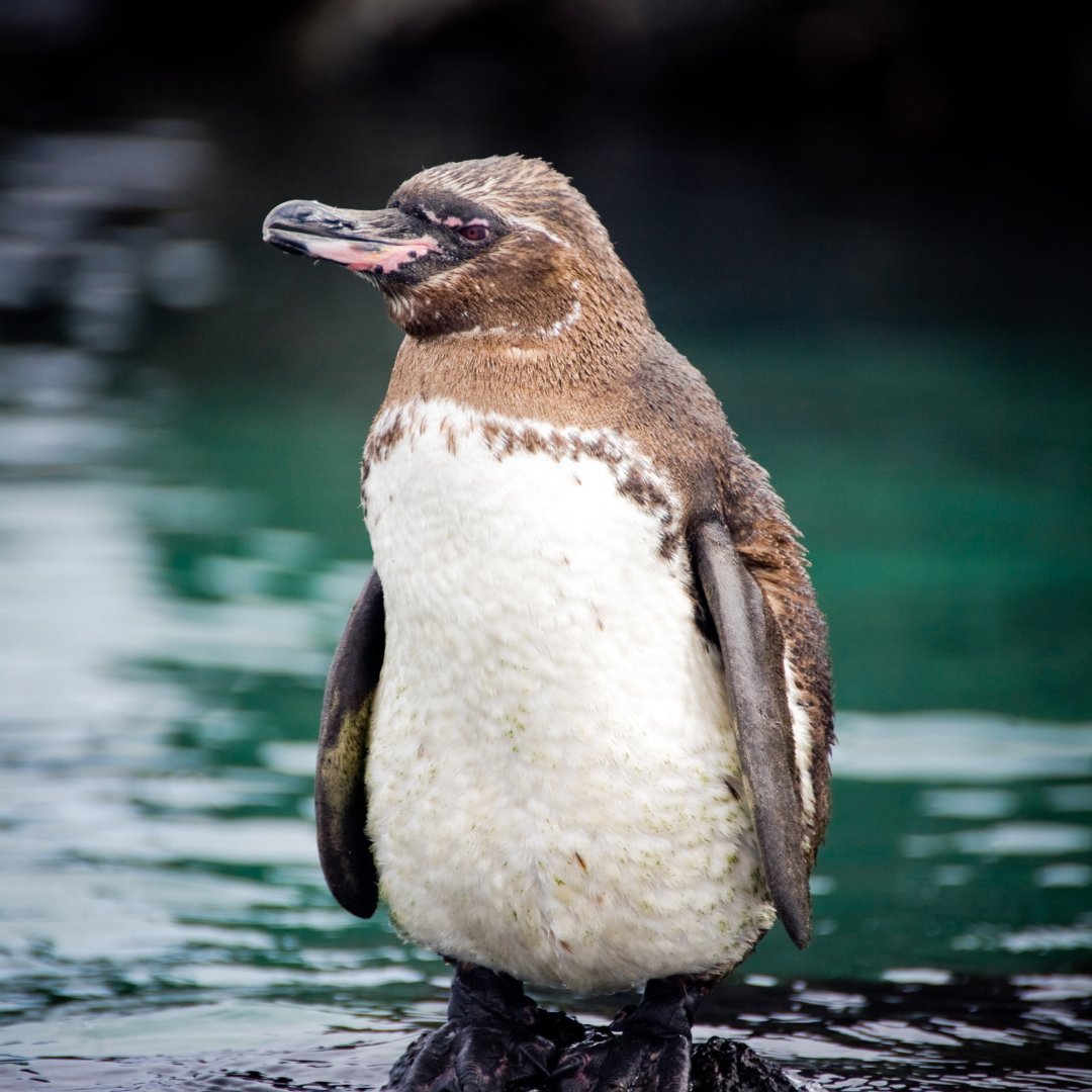 Brighten up your Sunday with this adorable Galápagos penguin! 🐧💙 Give a like if it made you smile! 😊👍

#GalapagosPenguin #WildlifeSunday