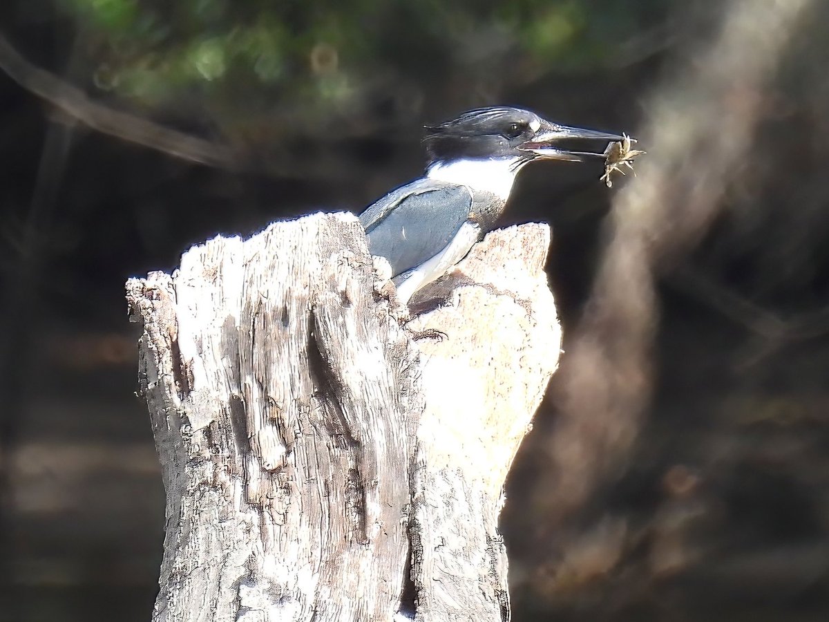 riverguy47's tweet image. Yes, Kingfishers eat crabs too.