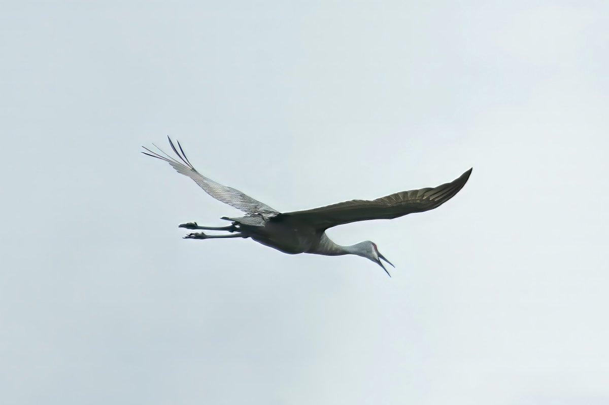 riverguy47's tweet image. Sandhill Crane on the move