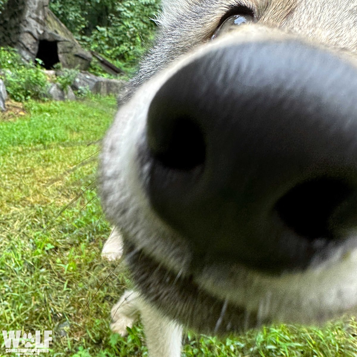 nywolforg's tweet photo. #Boop 🐺 https://t.co/estVddRI73