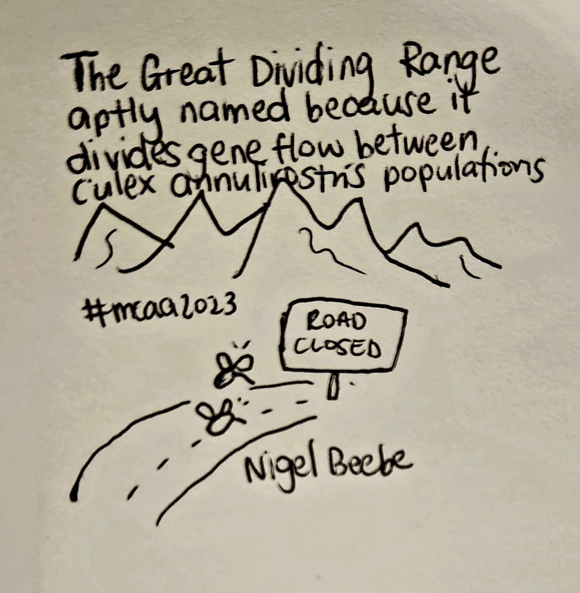 Mosquitoes don't make good mountaineers. Genetic research from Nigel Beebe et al, found gene flow down the east coast for Cx. annulirostris, but not west over the Great Diving Range #mcaa2023