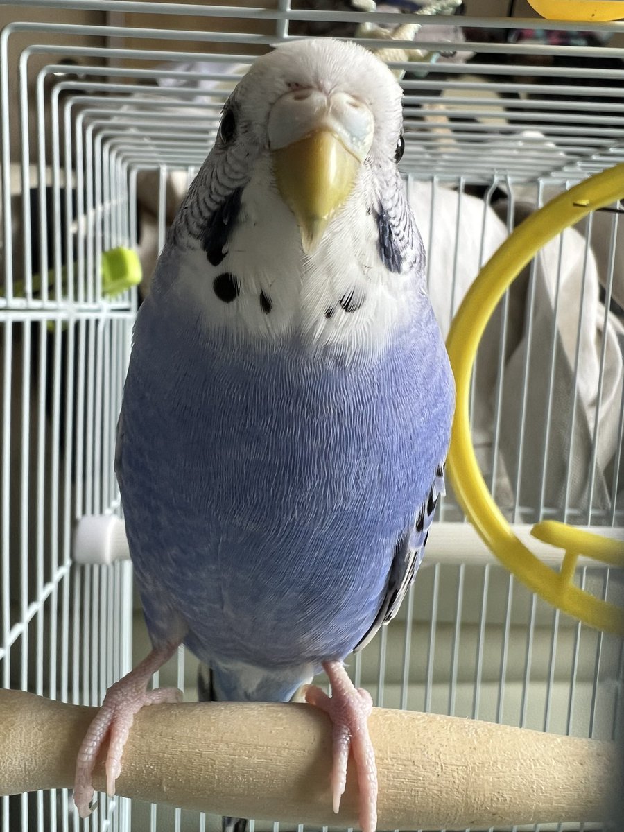 SACHI2141298180's tweet photo. 2023.8.21  午前7時頃インコが逃げました。宮城県大崎市松山

見つけた方はご連絡ください。
むぎ♀
青紫 鼻は白
あまり鳴きません
生後3ヶ月 https://t.co/A2lUtQWMlD