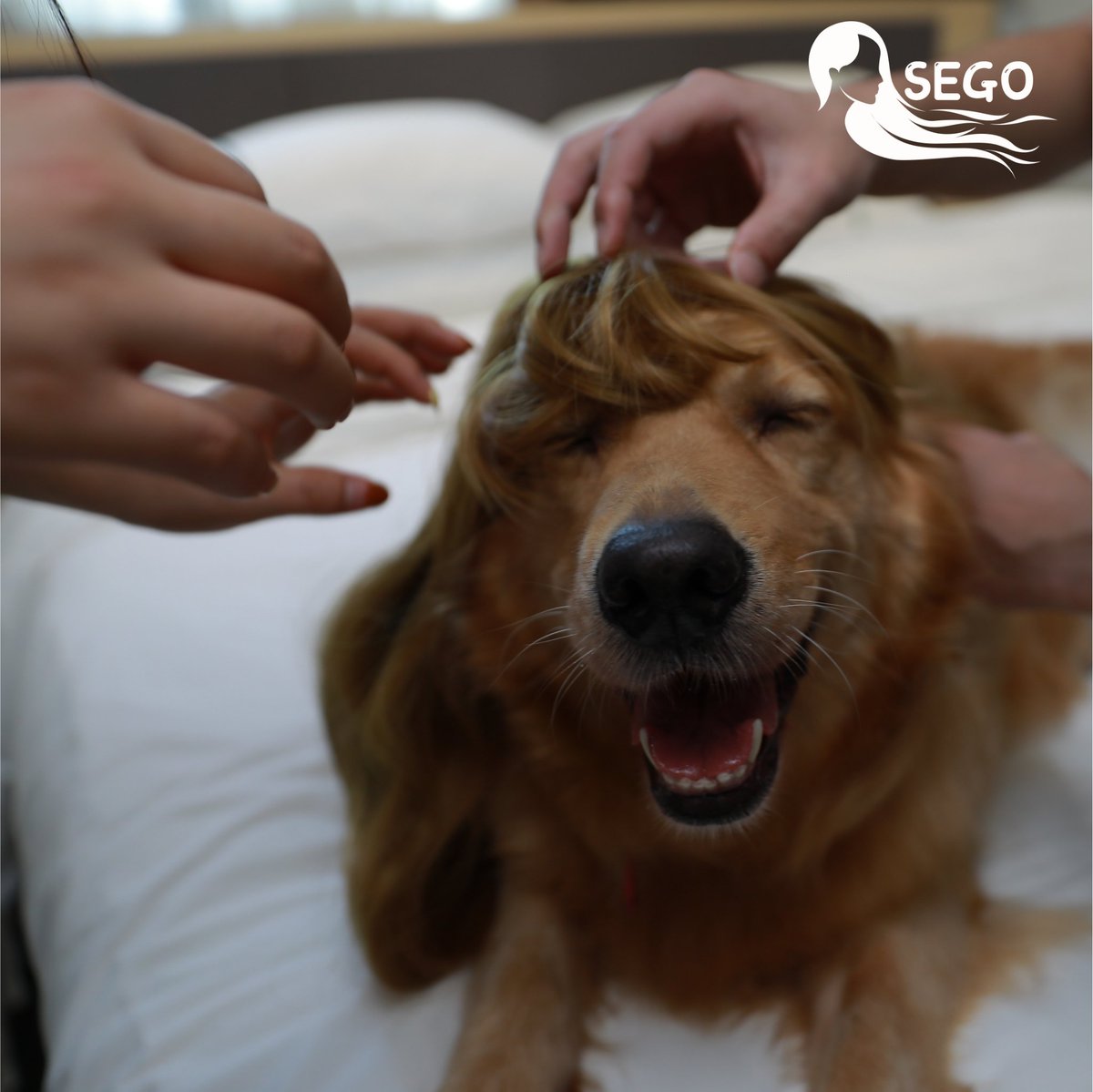 🐶🐶🐶POV: Me on the weekend.
#SEGOhairyourpet #hairtopper #ootd #fyp #dogs