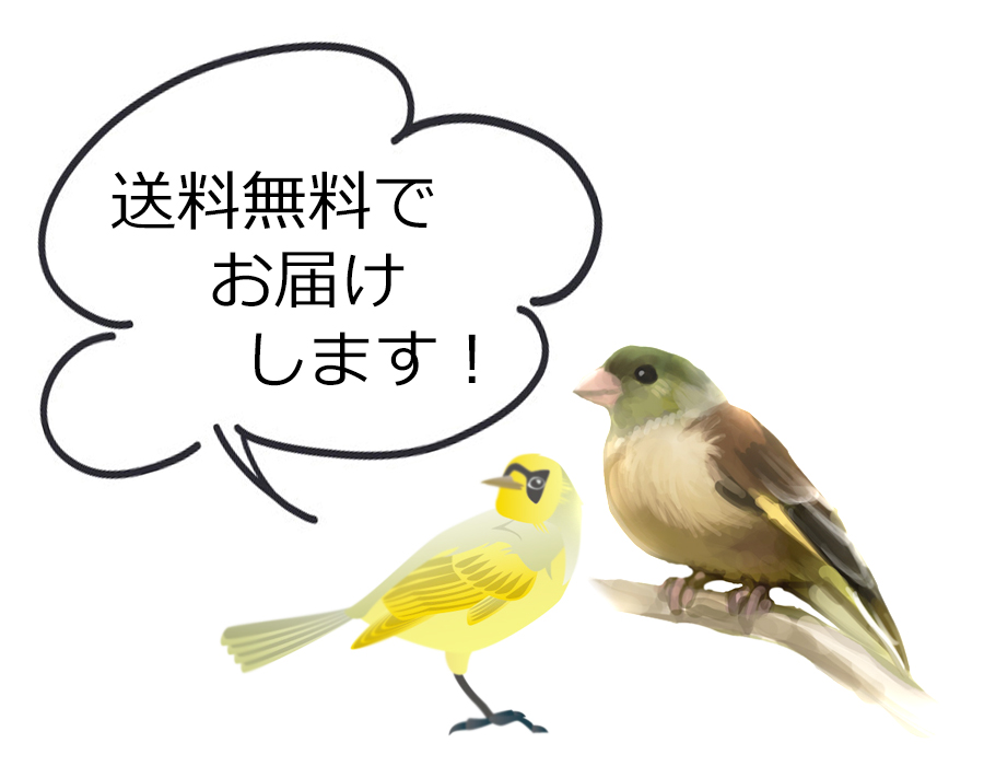 1183_jp's tweet photo. おはようございます！壱品屋さんは全国送料無料でお届けする腕時計専門店です！この鳥は最近DNAバーコーディングで亜種から脱却した絶滅危惧種オガサワラカワラヒワと、天然記念物ハハジマメグロです！(フリーイラスト素材の提供に感謝です！)
https://t.co/YZYMnuABpA https://t.co/tTw720Mocu