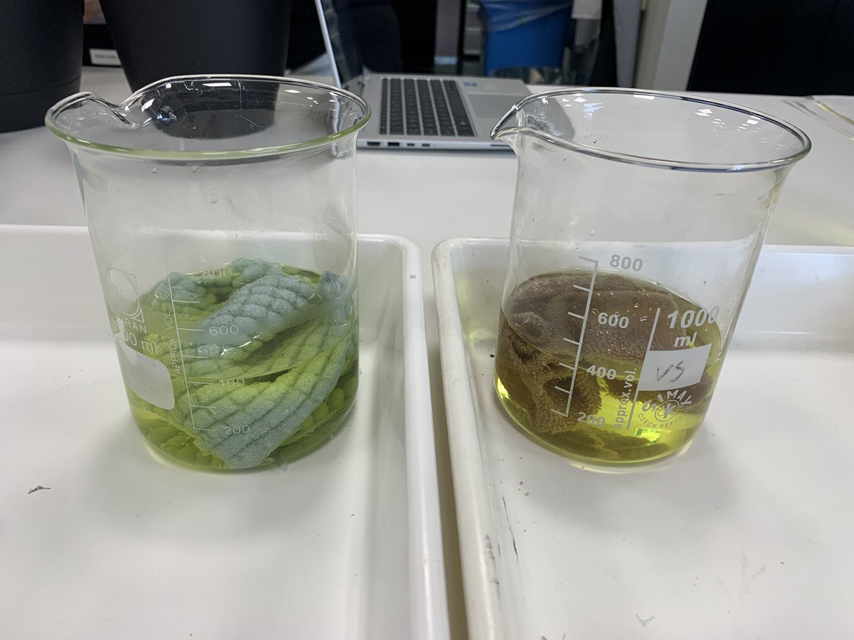 BeckRSaunders's tweet photo. #IB #Biology #Topic6 modeling the villi and absorption. We completed a Predict, Observe and Explain activity. Homework is to evaluate the model. https://t.co/GTACa8P7v7