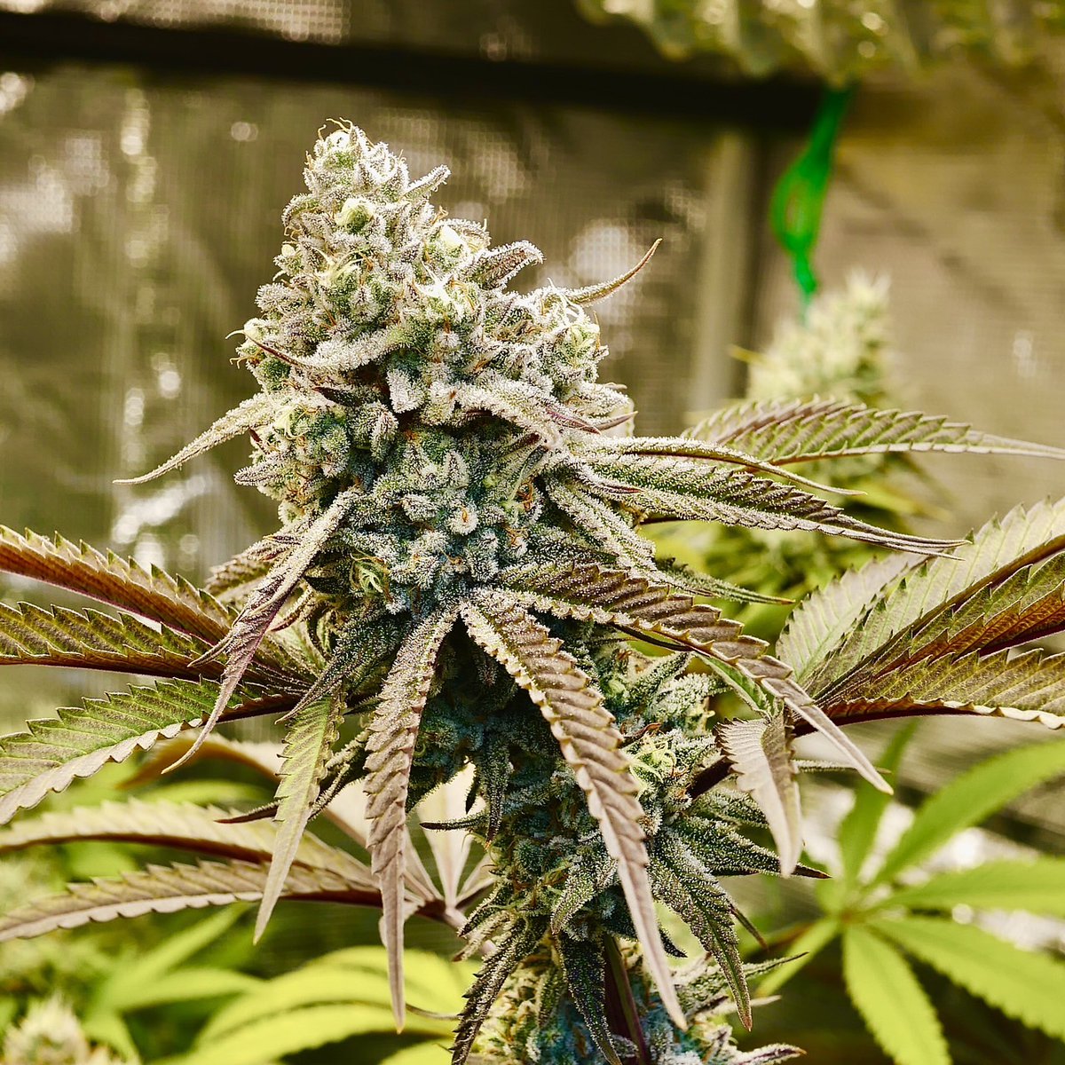 armselmer's tweet photo. Dante Inferno, The genetics from Clearwater Genetics

It's a Oreoz Cake ( Oreoz x Wedding Cake) crossed with Devil Driver https://t.co/m6pbT3qI8l