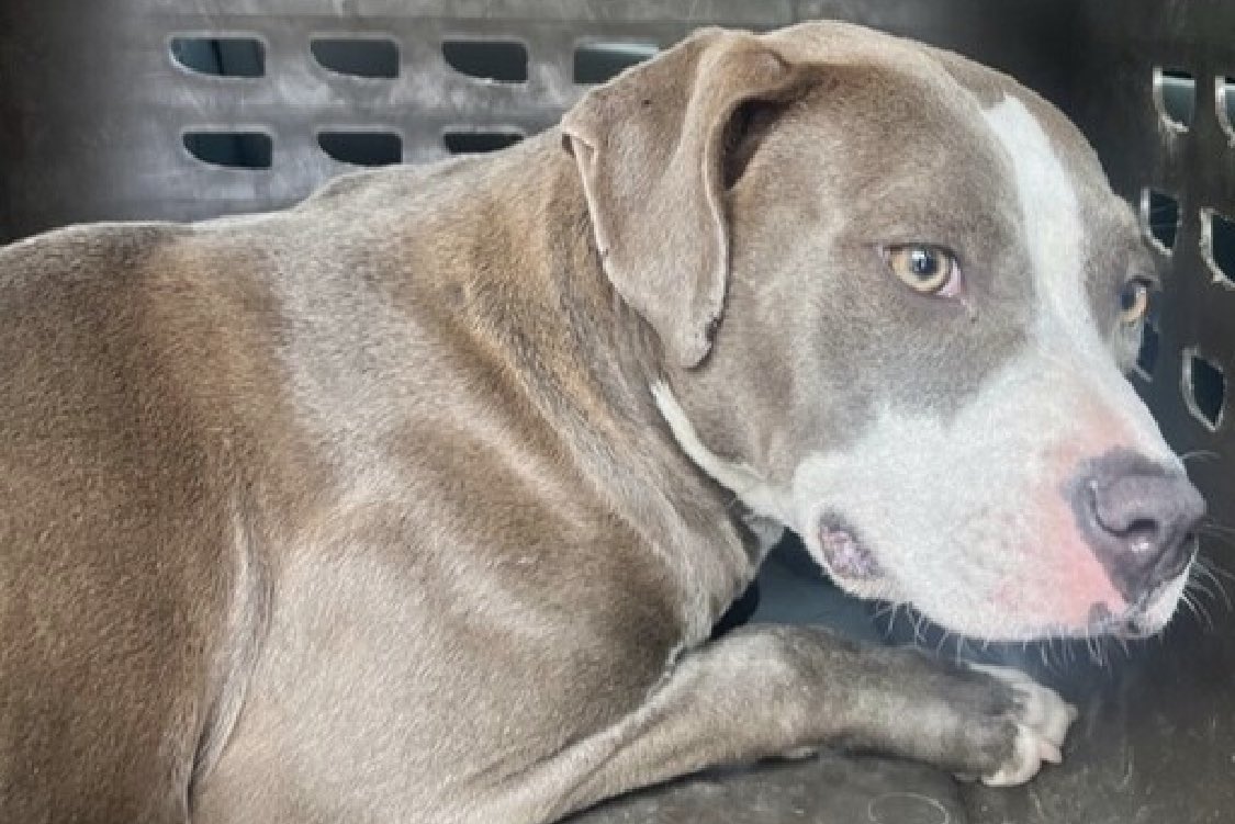 TomJumboGrumbo's tweet photo. Highly fearful and shut down Petal 179635 is just a baby at 10 MONTHS OLD. TBK in NYCACC Tuesday, she’s shut down, trembling and frozen to the floor unable to move. So terrified, she needs to be carried to and from her kennel. A Northeast family with kids age 13+ will save her life. Please pledge RT Petal!

https://t.co/tiJHctBHev
