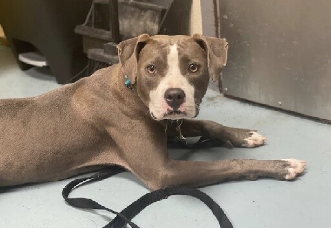 TomJumboGrumbo's tweet photo. Highly fearful and shut down Petal 179635 is just a baby at 10 MONTHS OLD. TBK in NYCACC Tuesday, she’s shut down, trembling and frozen to the floor unable to move. So terrified, she needs to be carried to and from her kennel. A Northeast family with kids age 13+ will save her life. Please pledge RT Petal!

https://t.co/tiJHctBHev