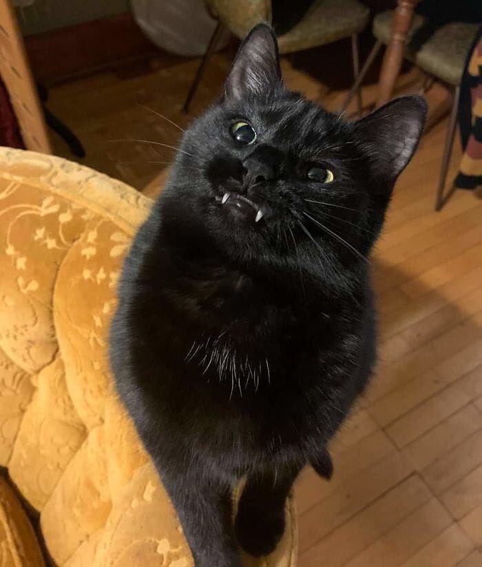 catsareblessing's tweet photo. https://t.co/CUnwKcODyf