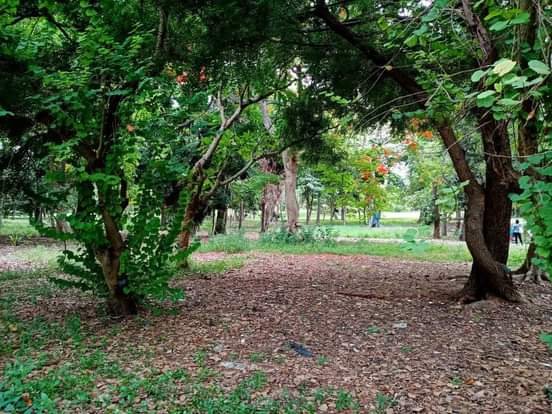 grupo_fauna's tweet photo. La naturaleza es asi de extraordinaria en las ciudades y proporcina esta belleza 
Somos el grupo #FFaunaCuba 
@MinagCuba 
#GeffTurismo https://t.co/xedYxArSaL