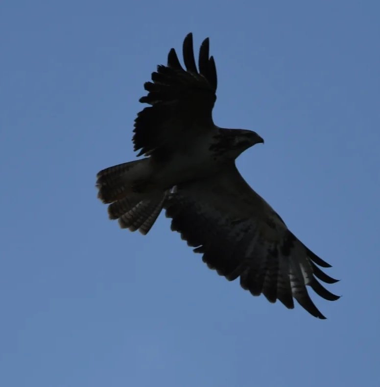 Carrion Crow mobbing a Buzzard. 
instagram.com/chasing__birds
#nikond500
#nikonwildlife
#nikonbirds
#BirdsOfPrey
#corvid 
#Hawks
#birdwatching  
#BirdsOfTwitter
#britishbirds 
#wildlife 
#birdwatchers
