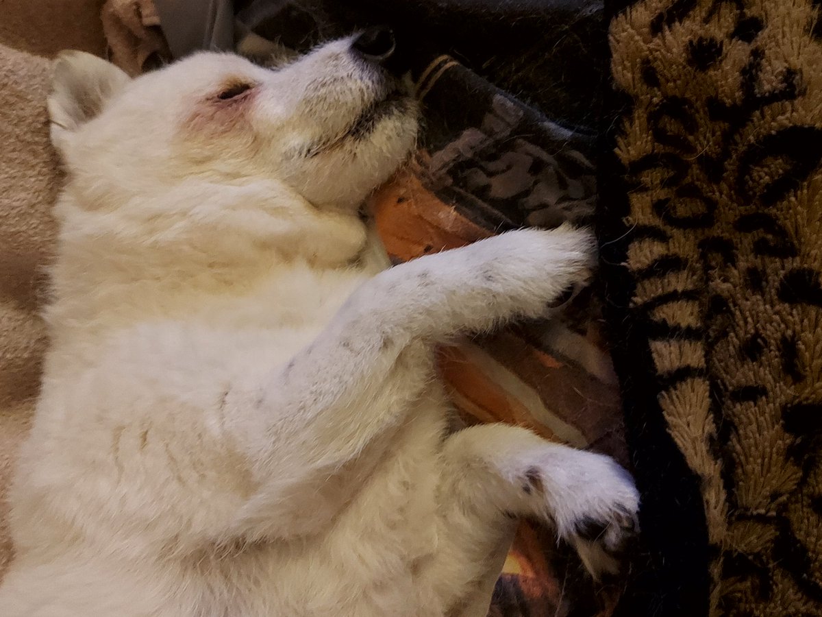 Lisaf147's tweet photo. @thescript My song for our @thescript dog Lex.. many follow him. He is 17yr,2 months &amp; 20 days old.. brain tumour for 8 yrs.. was told had 2-3 yrs max.. he is our trooper &amp; still going x
 Massive congratulations on tbe 11 yrs xx https://t.co/JP1icgeAK9