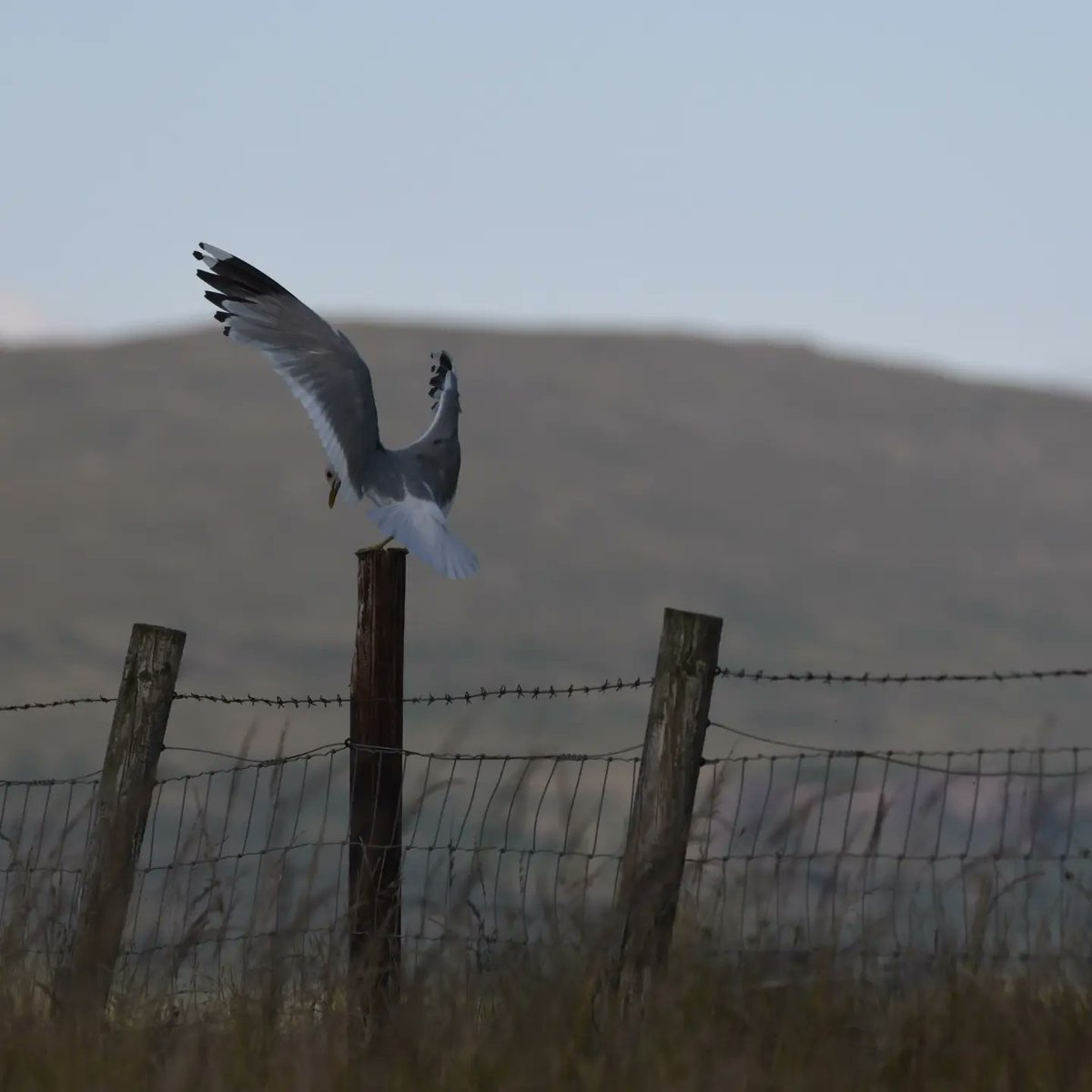 Common Gull 
Isle of Mull 
instagram.com/chasing__birds
#nikond500
#nikonwildlife
#nikonbirds
#birdwatching  
#birdwatcher 
#britishbirds 
#wildlife 
#birdphotography