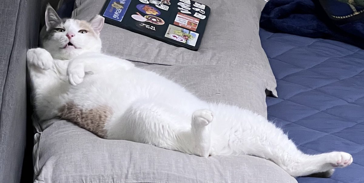 우리 감기캣 기운 차림!