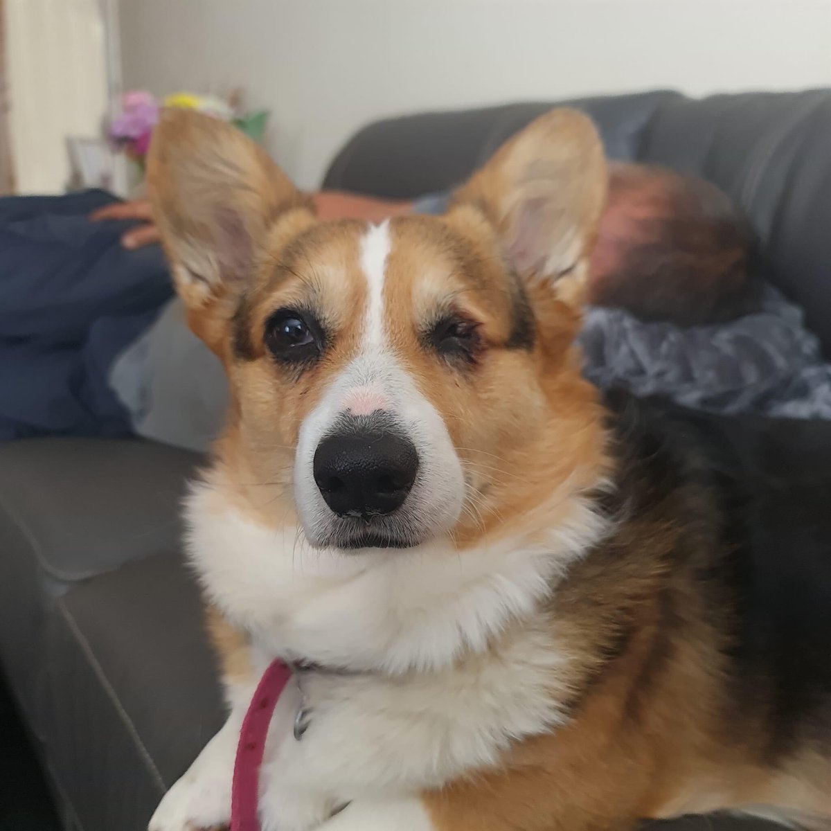 This is Bella, our first corgi. She is without a doubt the boss.
