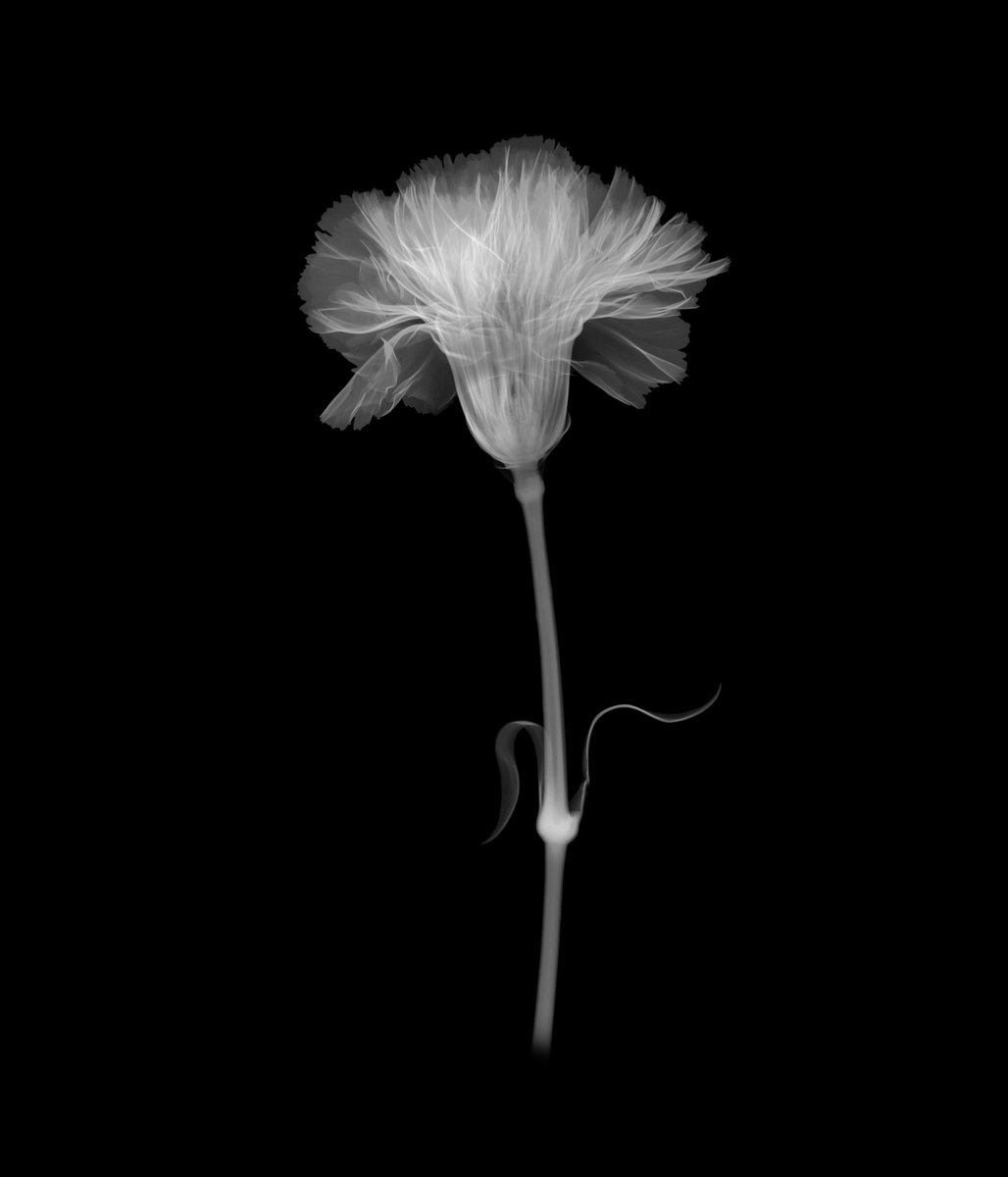 2023 X-ray Flowers
#amkk #amkkproject #makotoazuma #azumamakoto #東信花樹研究所 #東信 #jardinsdesfleurs #shiinokishunsuke #flowerart #flower #flowers