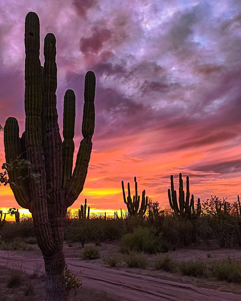 bcsesmitierra's tweet photo. 🌄 Tarde después de la tormenta 🌵🌿...
#bcsmitierra🌵#bajacaliforniasur #sanpedrobcs https://t.co/KzZge3GwU9