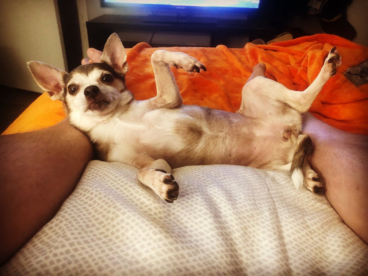 agentdow's tweet image. “Draw me like one of your French girls.” #chihuahualife