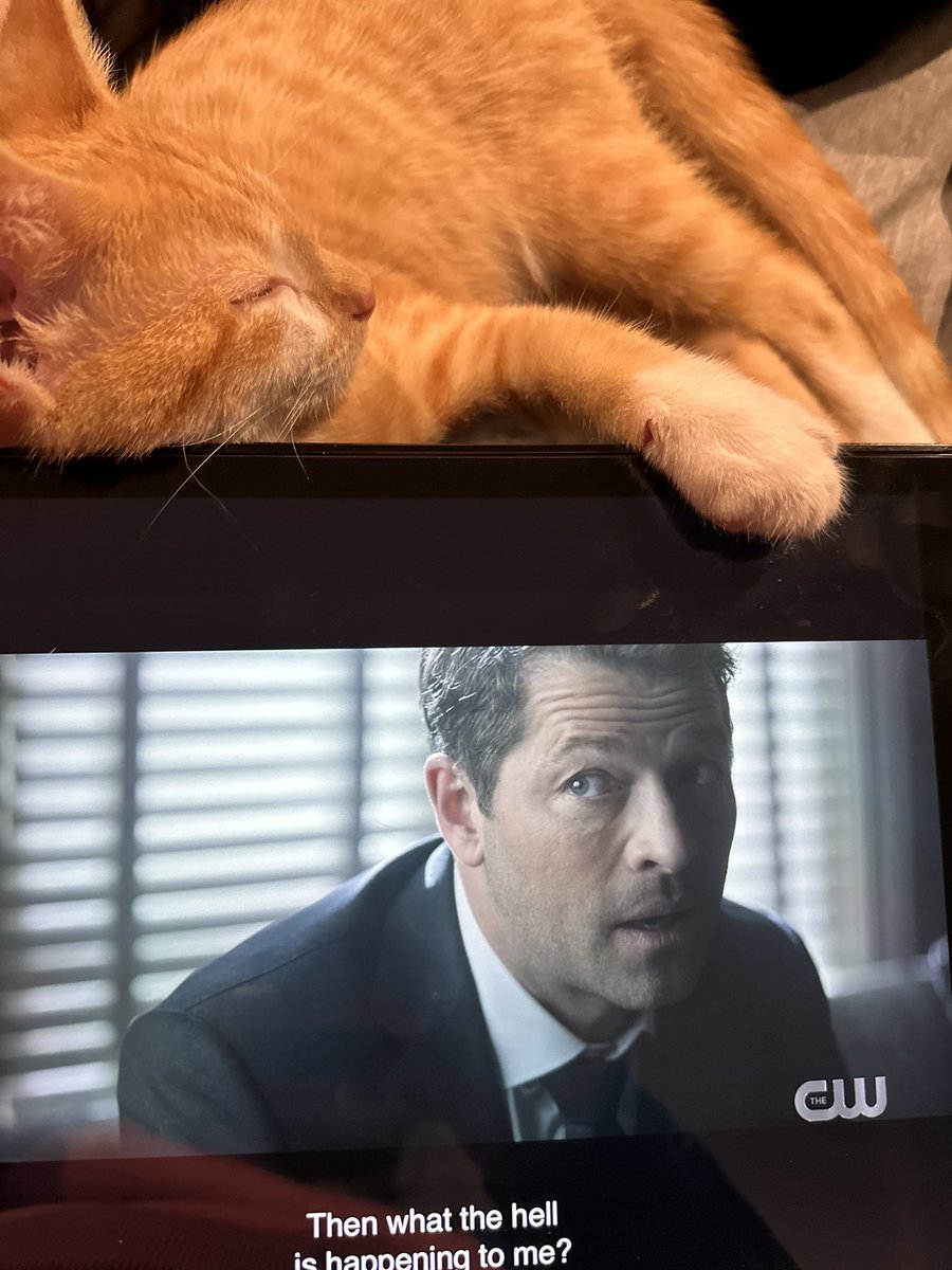 Harvey and I are watching #CWGothamKnights on occasion of Misha’s birthday 😌💙