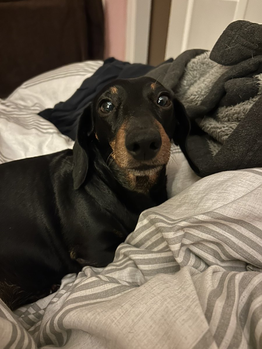 mrwhyke's tweet photo. Little Aggie isn’t well because Neighbour decided to dump his out of date meat and cheese onto the garden where she plays… #sausagedog #Dachshund #Dachshunds https://t.co/p9LgK16pnR