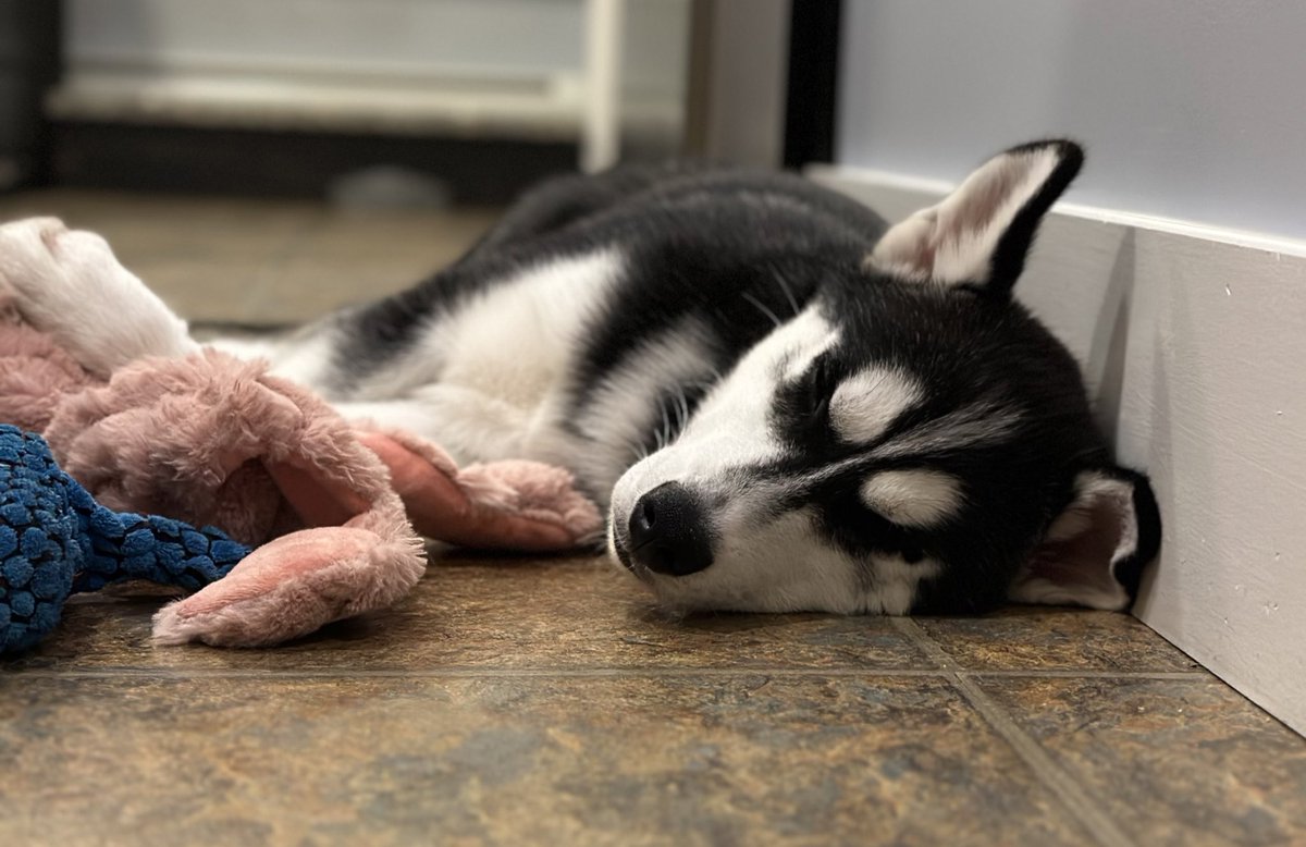 JonathanHusky_'s tweet photo. Who else had a busy weekend? https://t.co/QJmtEpzNtT