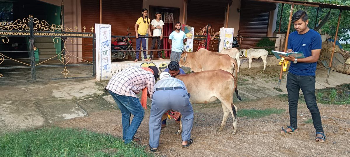 IASTripathiCG's tweet image. #MissionMode #StrayCattleMenace #CattleFreeZones #Veterinary #Tagging #RadiumBelts #AnimalWelfare @ChhattisgarhCMO @RChoubeyCG @amitabhjn @VibhagCg @GPM_DIST_CG