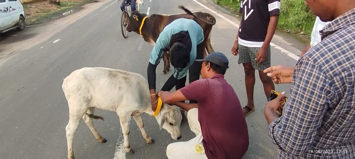 IASTripathiCG's tweet image. #MissionMode #StrayCattleMenace #CattleFreeZones #Veterinary #Tagging #RadiumBelts #AnimalWelfare @ChhattisgarhCMO @RChoubeyCG @amitabhjn @VibhagCg @GPM_DIST_CG
