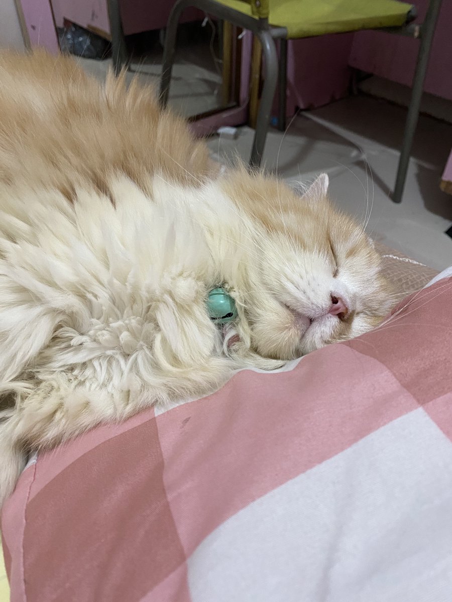 mokodud's tweet photo. hari senin? tidur lachhhhhh https://t.co/2v1LFGGk0u