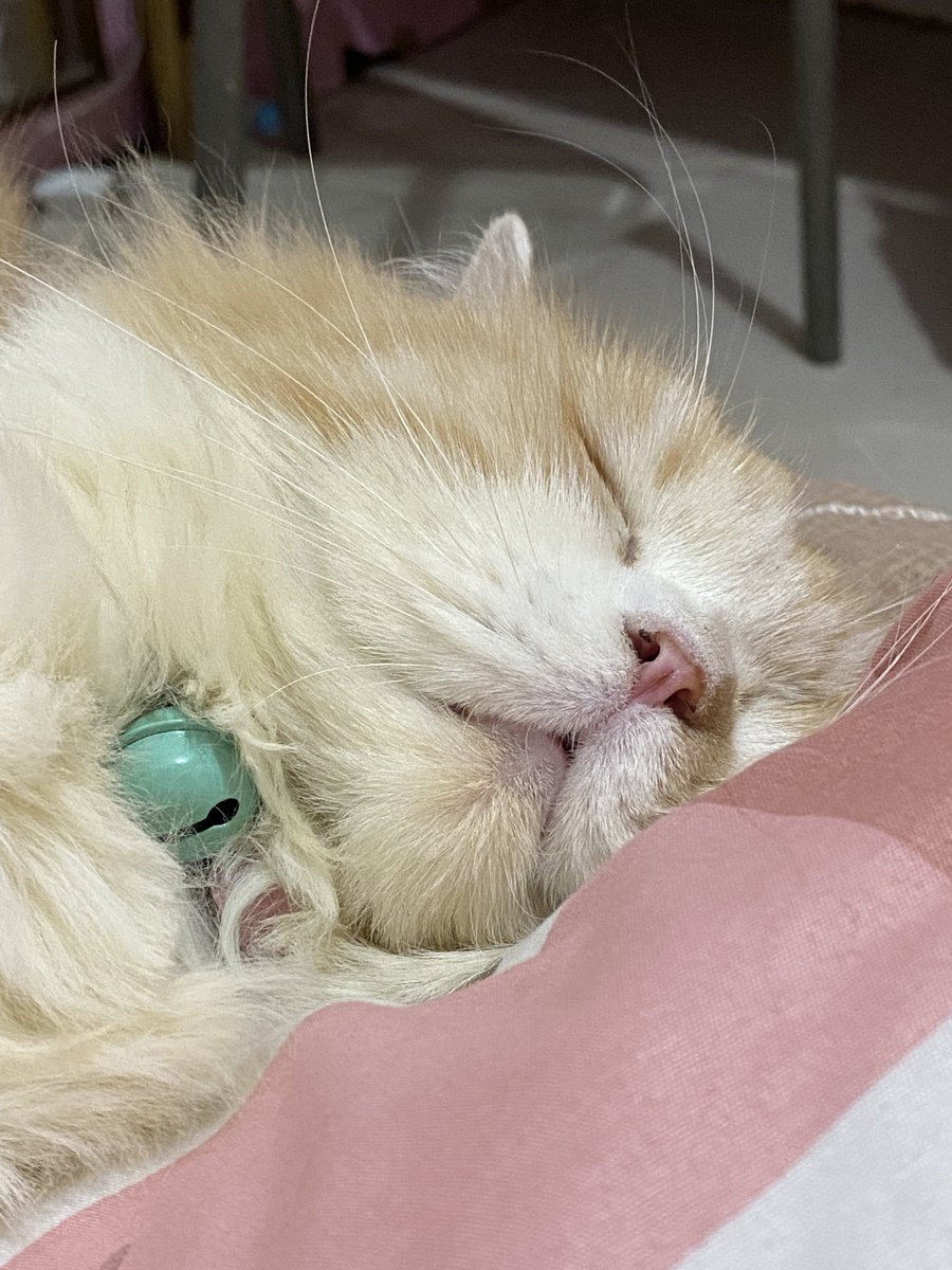 mokodud's tweet photo. hari senin? tidur lachhhhhh https://t.co/2v1LFGGk0u