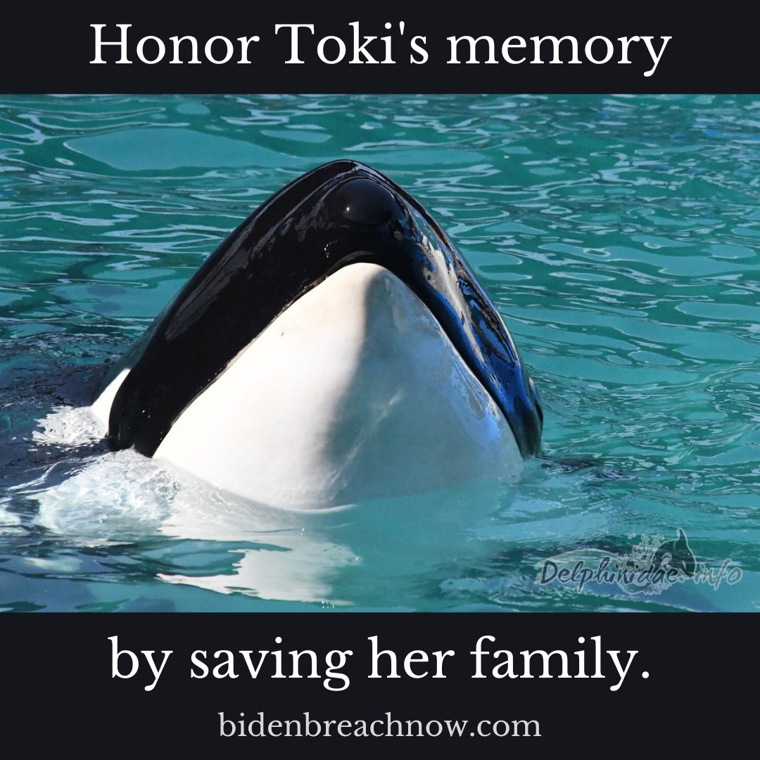 Tokitae was loved by so many, including her critically endangered #SRKW family. They need #salmon now, which means Biden needs to #breachthedams to #freethesnake in 2023. Visit bidenbreachnow.com for more information and easy actions #nofishnoblackfish #dontbuyaticket