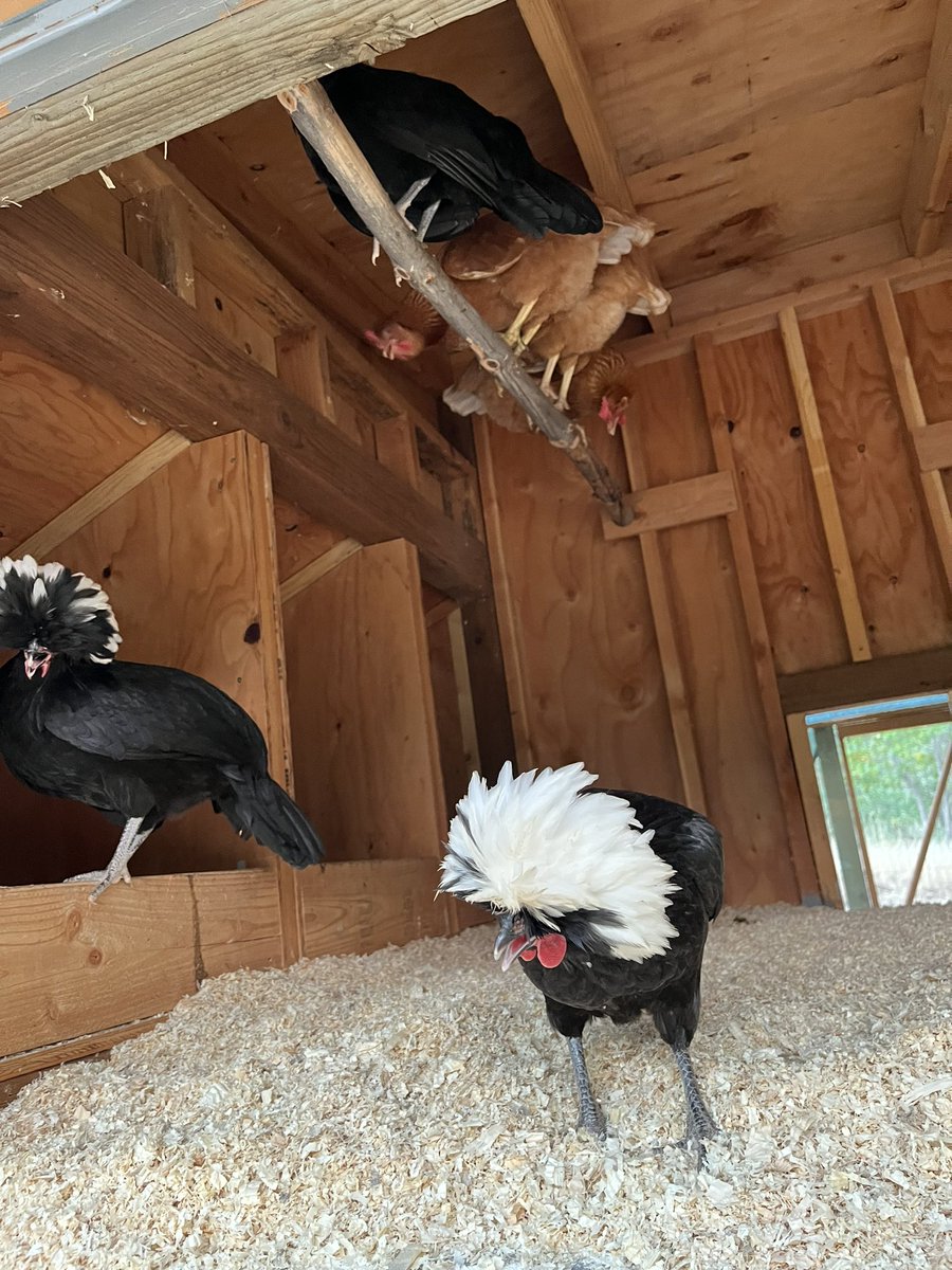 Thank you <a href="/rescue/">RESCUE! Pest Control</a> your W-H-Y (wasp hornet yellowjacket) product is truly miraculous. My chickens were being swarmed with yellowjackets and this is how  many I have been able to trap (pesticide free) in just 2 days. My hens and I are deeply appreciative.