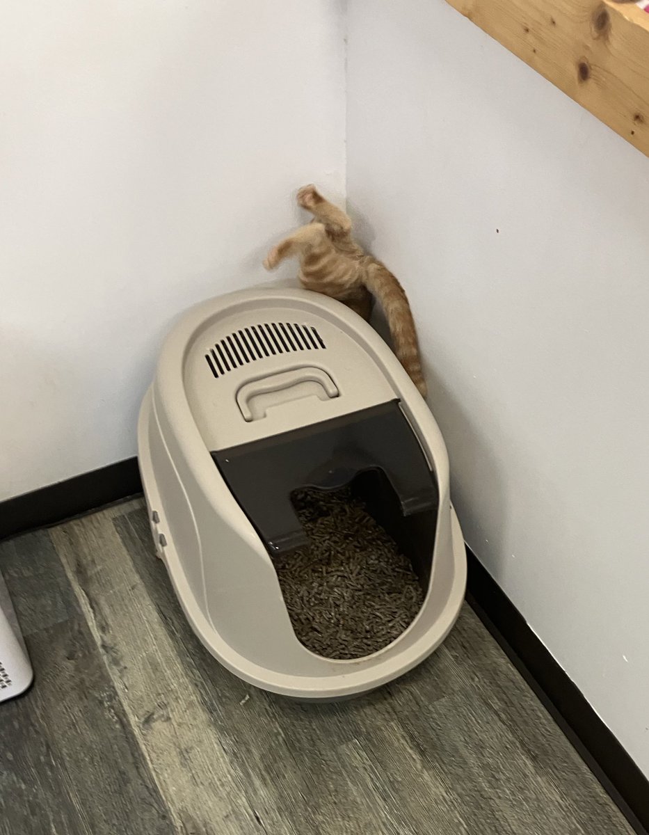 BlackCatMartPgh's tweet photo. Yes we have kittens yes they’re driving me nuts https://t.co/KyVQQckU9I