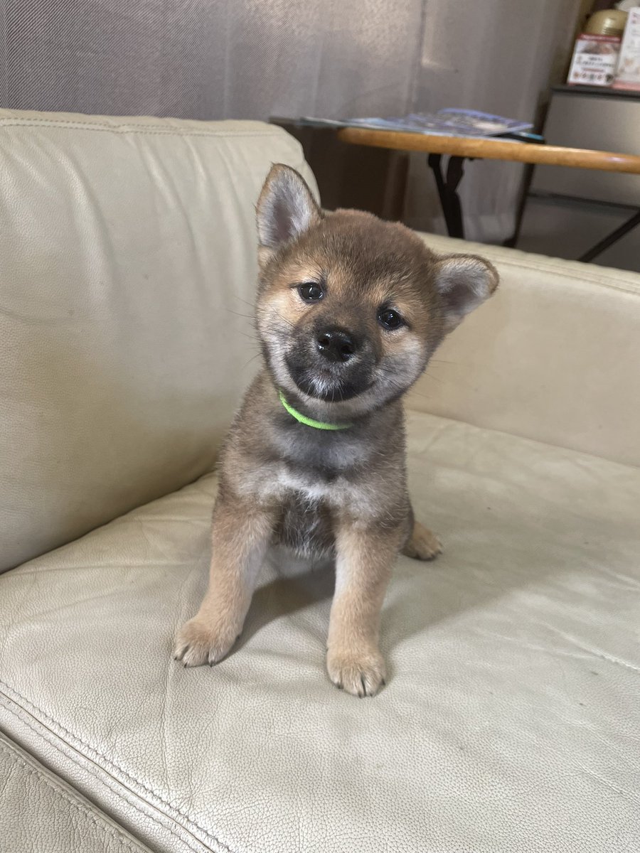 patoramomo's tweet photo. @shibainu_hanazu うちの子もブリーダーさんに胡麻柴と言われていましたが、黒毛混じりの多い赤柴に変身しました❗️ https://t.co/q3iEd2FCNG