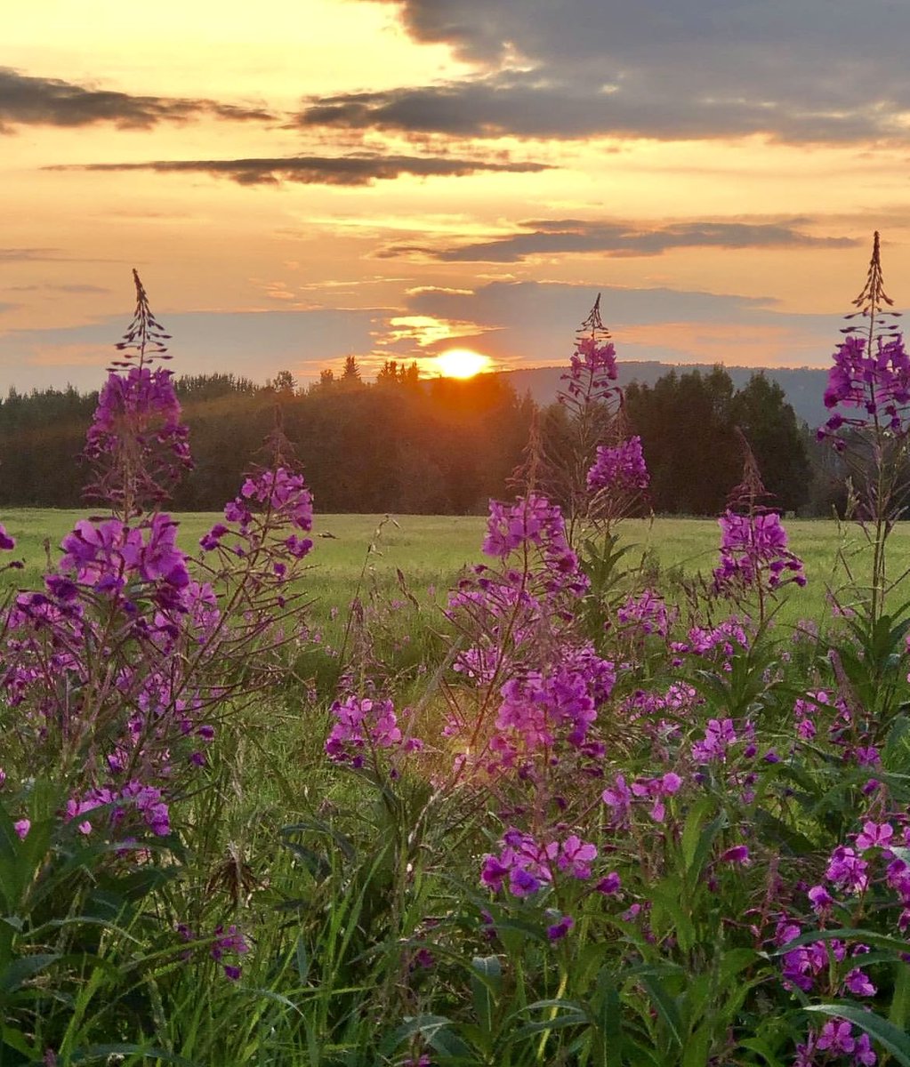 Explore Fairbanks tweet media