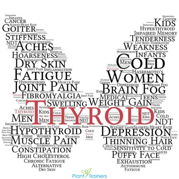 The debilitating impact of thyroid disorders is something we understand and why we know  you need a helping hand.

Thyroid imbalances can disrupt everything from energy levels to mood, leaving individuals struggling to maintain their daily lives.