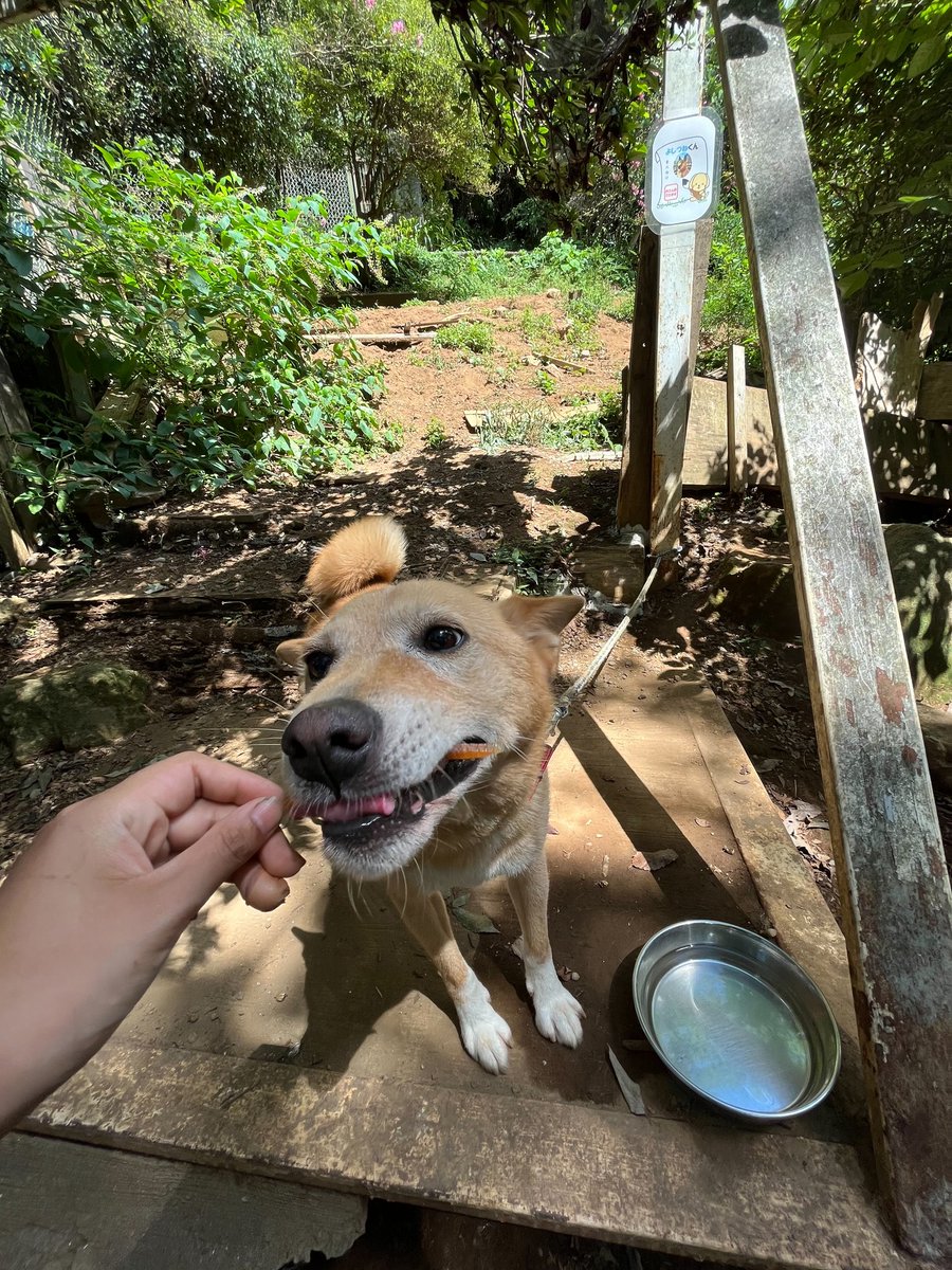 hy_6656's tweet photo. Amazonほしいものリストより
犬缶、犬のおやつ、ゴチ草キューブが届きました！
ありがとうございます😁
がっつくおこげ・さんご・ヨシツネです。

#東筑波ユートピア #ほしいものリスト #犬 #ご支援ありがとうございます https://t.co/5T4skabtQB