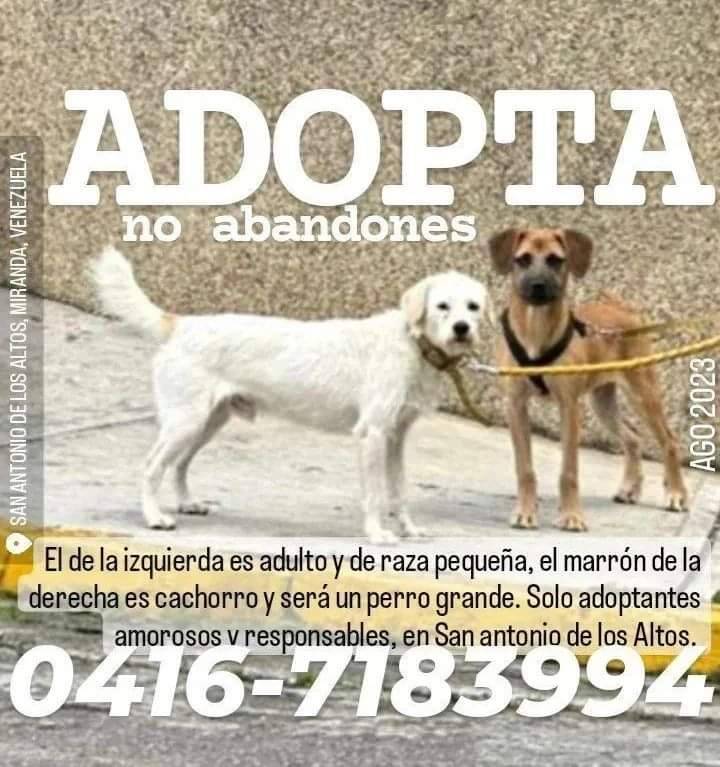 PerroUsuario's tweet photo. Buscando hogares responsables, San Antonio de Los Altos https://t.co/E6wwt3zYKf