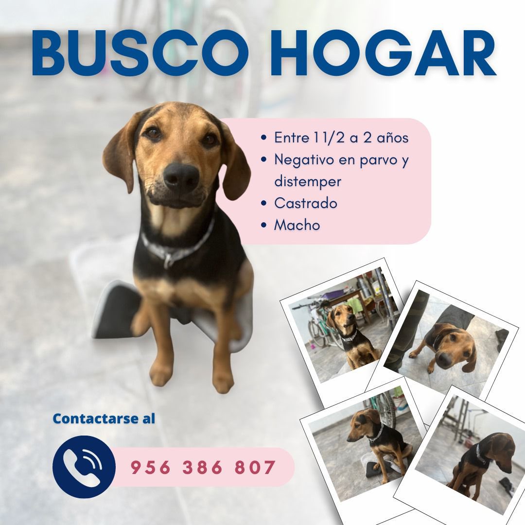 r_francosilva's tweet photo. ¡Hola! Hace unos días, mi hermana y yo encontramos a este amiguito. No podemos tenerlo en casa, y este parece haber sido un perro de casa antes por su comportamiento.

Agradecería que puedan compartir para buscarle un hogar responsable 🥺 #adopcionresponsable #adopcion #doglover https://t.co/ADBSobEfSZ