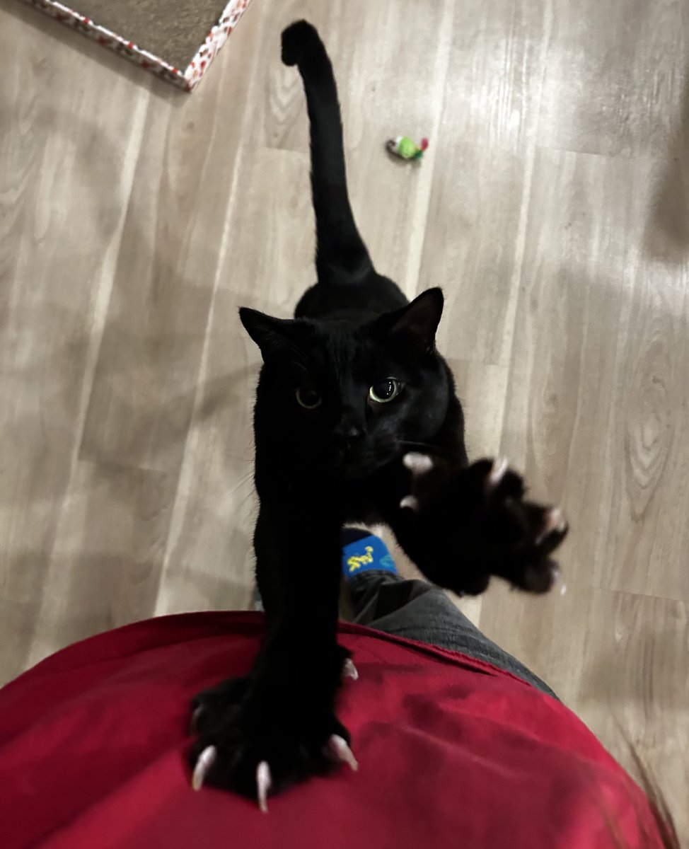 alvssv's tweet photo. bestest boy :,-) <3 https://t.co/YZNRMn68NQ