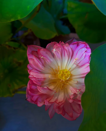 cutey_chou's tweet photo. 🌺Lotus, this eternal Chinese romance, always makes people feel the tranquility and elegance. Whenever you walk into the lotus pond, you feel as if you are on a quiet lake, making you forget the noisy world outside.😊

Every season of lotus blooming makes people feel comfortable. Against the backdrop of the blue sky and white clouds, there is a touch of pink in the emerald green. That extraordinarily shy look always makes people appreciate it involuntarily.🪷

Lotus is not only beautiful, but also has profound cultural connotations.
The lotus is a symbol of elegance, elegance, noble character, and innocence.
It is a common image in poetry, calligraphy and painting and other works of art.🥰