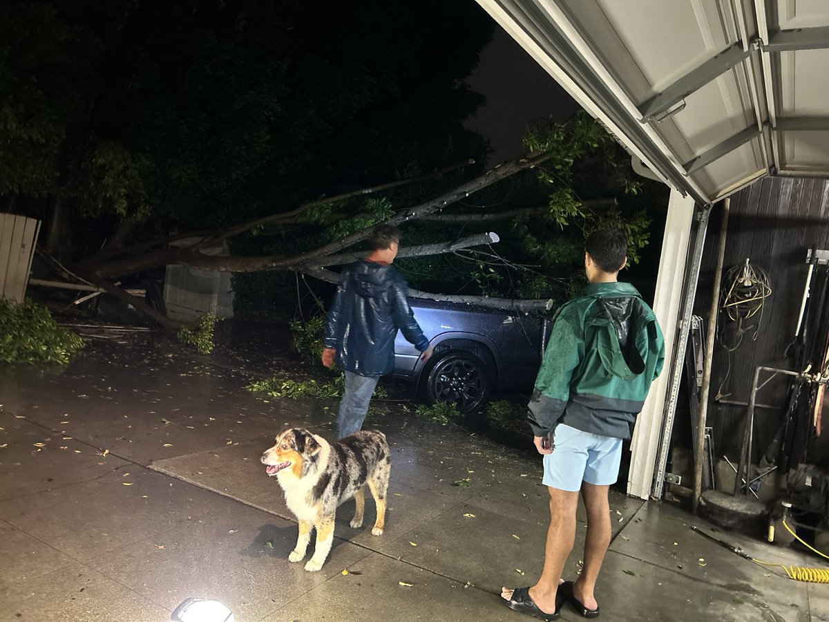 Tree fell on dad’s truck in Hurricane Hilary #HurricaneHilary #pasadena #baja #sanmarino #southpasadena #storm #dirtbikeproblems #tejon #lacanada