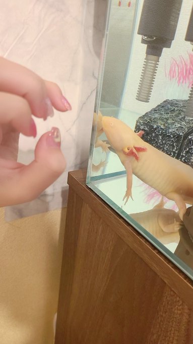 青島もものTwitter画像10