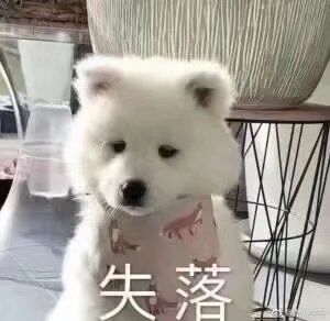 。。。原来正常人打哈欠不会汪汪乱叫啊。。。