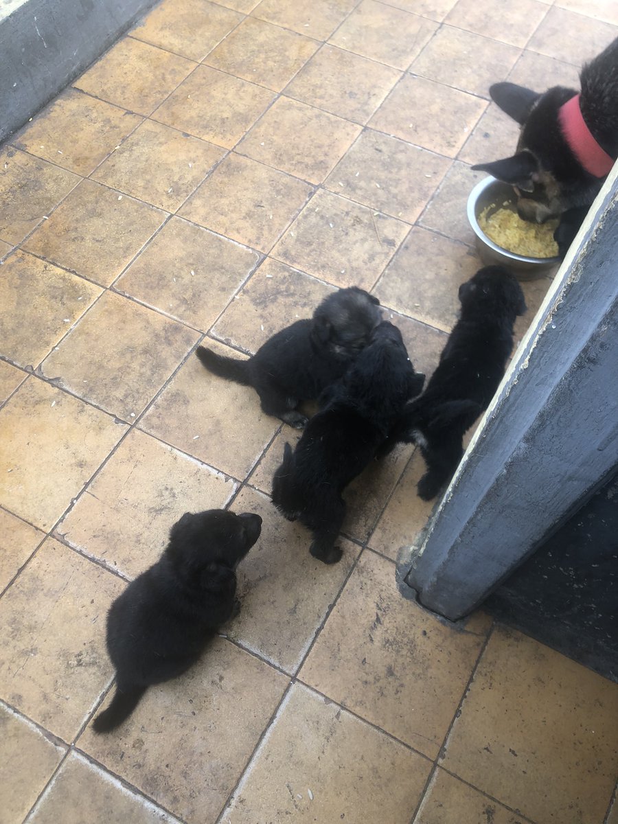 I_am_Dudu_fresh's tweet photo. Lovely Cute 5Weeks Females GSD for sale ( new homes)
Send a dm now
Pick up or delivery available
75k pere
#PeterObi #AllEyesOnJudiciary #AllEyesOnJudiciaryPEPT #dog #doglovers #blublue https://t.co/dY85KzSaf6