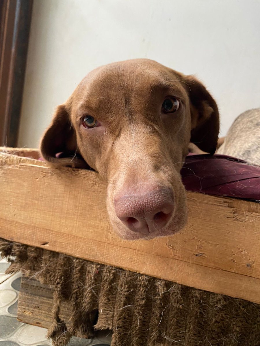 Fundación Doggy in Home tweet media