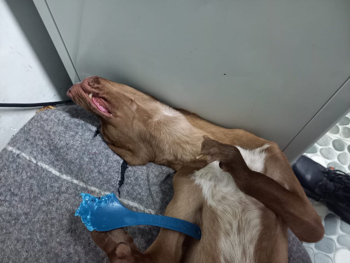Fundación Doggy in Home tweet media