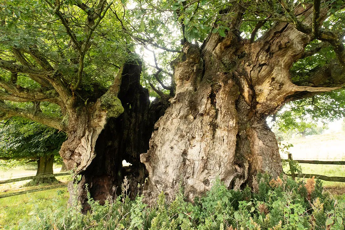 South Downs National Park (@sdnpa) on Twitter photo The Queen Elizabeth Oak at <a href="/CowdrayEstate/">Cowdray Estate</a> is thought to be nearly 1000 years old.
Named after Queen Elizabeth I, it is rumoured she sheltered within it to avoid the rain.
#SouthDowns The Queen Elizabeth Oak at <a href="/CowdrayEstate/">Cowdray Estate</a> is thought to be nearly 1000 years old.
Named after Queen Elizabeth I, it is rumoured she sheltered within it to avoid the rain.
#SouthDowns