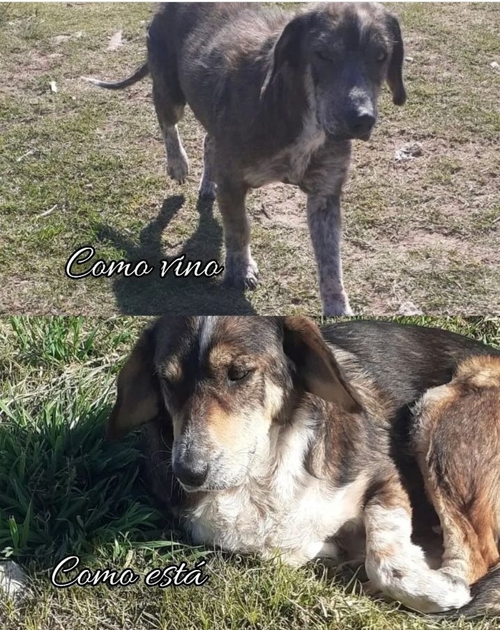 refugioenalerta tweet media