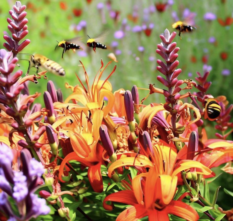 JourneyT0TheSon's tweet photo. warm summer lazy day bees and hummers lazily roam the tiger lilys russian sage and Indian blanket memory #LazySummerDays #BeeBuzz #HummingbirdHaven #ColorfulBlooms #NatureMemories https://t.co/LePynNqqMl